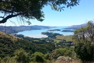 Christchurch: Packhorse Hut Guided Walk and Scenic Drive