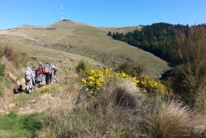 Christchurch: Packhorse Hut Guided Walk and Scenic Drive