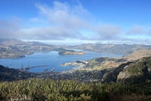 Christchurch: Port Hillsin koko päivän kestävä polkujuoksuretki