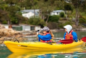 Christchurch: Sea Kayaking Tour of Lyttelton Harbour