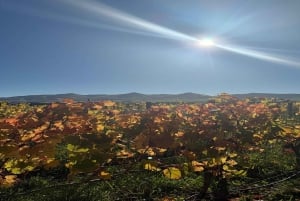 Visite privée des vignobles de la vallée de Waipara, Christchurch