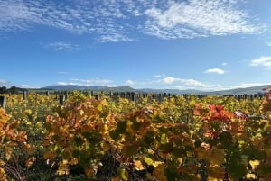 Visite privée des vignobles de la vallée de Waipara, Christchurch