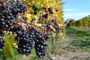 Visite privée des vignobles de la vallée de Waipara, Christchurch