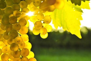 Cruise Ship Excursion ex Lyttelton: Wine & Lunch Experience