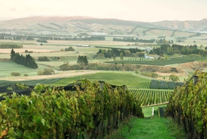 Cruise Ship Excursion ex Lyttelton: Wine & Lunch Experience