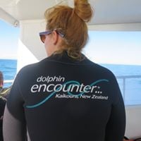 Dolphins  Encounters  Kaikoura