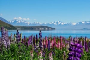 From Christchurch: 1 Way Tour to Queenstown via Mt Cook