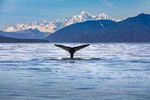 From Christchurch: Kaikoura Whale Watching Day Tour