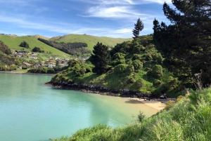 From Christchurch: Walking Tour on Banks Peninsula