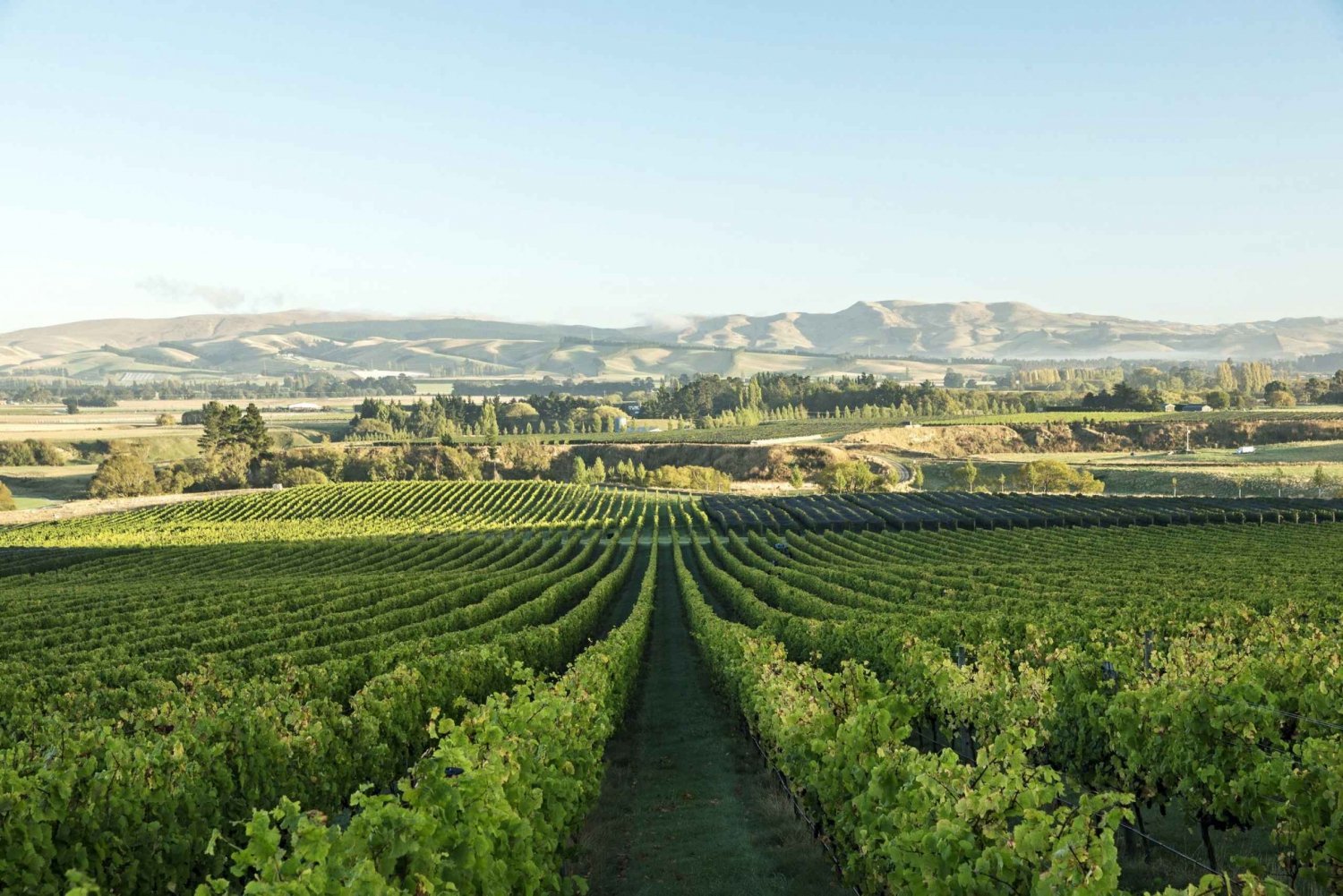From Christchurch: Guided Local Wine Tours in Waipara