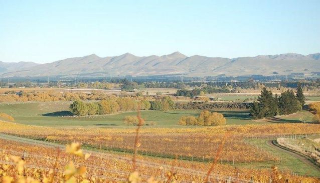 Greystone Wines