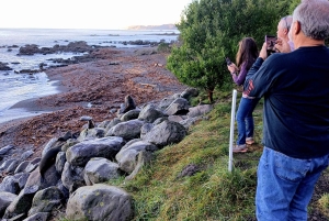 Kaikōura: Tur i lille gruppe – valgfri hval, delfin, zipline