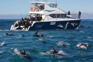 Kaikōura: Tur i lille gruppe – valgfri hval, delfin, zipline