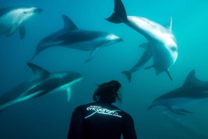 Kaikōura: Tur i lille gruppe – valgfri hval, delfin, zipline