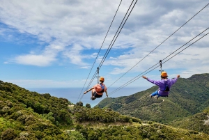 Kaikōura: Tur i lille gruppe – valgfri hval, delfin, zipline