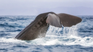 Kaikoura Whales Heli-Tour