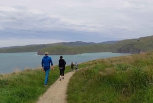 Lyttelton: Shore Excursion, Godley Head, Guided Walk