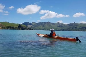 Lyttelton: Shore Excursion, Sea Kayaking, Small Group Tour