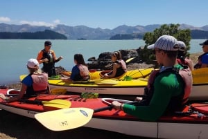 Lyttelton: Shore Excursion, Sea Kayaking, Small Group Tour