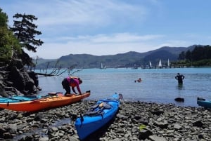 Lyttelton: Shore Excursion, Sea Kayaking, Small Group Tour