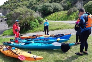 Lyttelton: Shore Excursion, Sea Kayaking, Small Group Tour