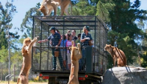 Best Things To Do with Kids in Christchurch