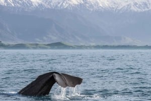Von Christchurch: Privater Transfer nach Kaikoura mit Guide