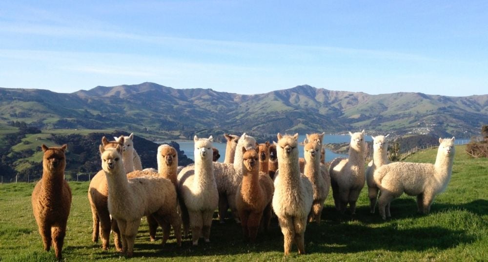 Shamarra Alpaca Farm Tours