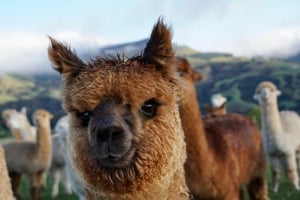 Shamarra Alpaca Farm Tours