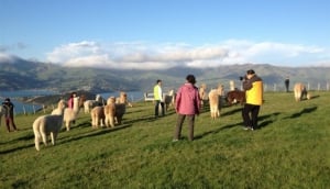 Best Christchurch Experiences Under $100