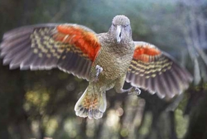 Willowbank Wildlife Reserve Day Entry Ticket