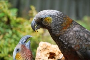 Willowbank Wildlife Reserve Day Entry Ticket