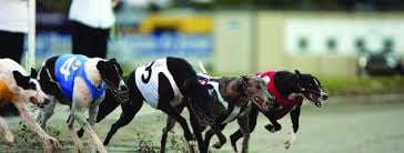 Christchurch Casino New Zealand Greyhound Cup