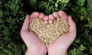 Growing Grains - Whisky Tasting