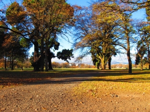 Hagley Park