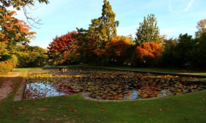 Lily Pond, Mona Vale, Christchurch 