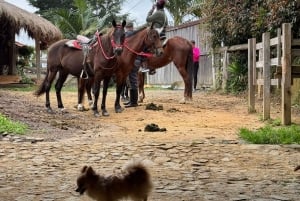 Ridning 2 timer + privat transport + bilder og videoer + gave til de 5 første som bestiller.