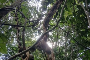 3-Day Amazon Expedition: Jungle, River & Wildlife Tour