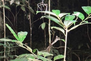 3-Day Amazon Expedition: Jungle, River & Wildlife Tour