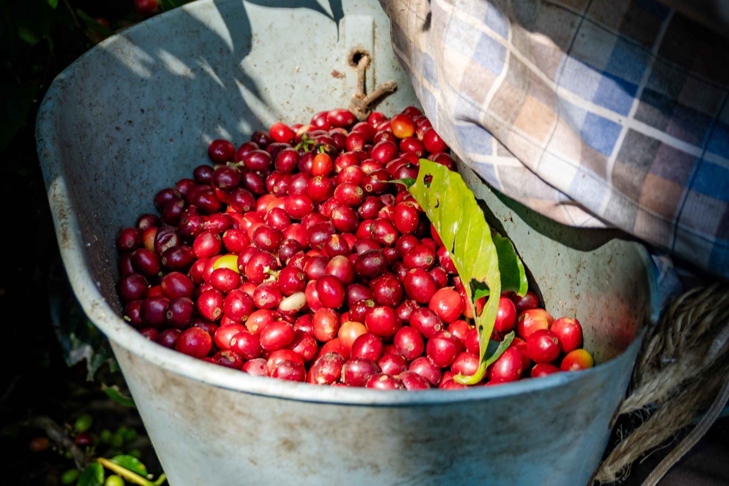 ボゴタから90分：手作りのコーヒー、鳥、文化、現地ガイド付きのツアー