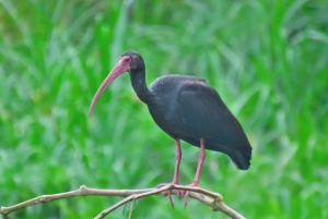 ボゴタから90分：手作りのコーヒー、鳥、文化、現地ガイド付きのツアー