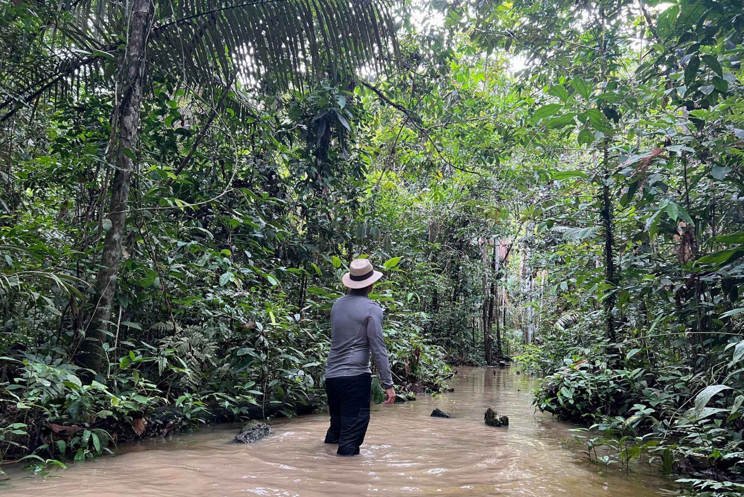 Excursão de um dia para observação de aves na selva do Amazonas com guia privado
