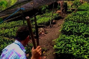 Expérience indigène Arhuaco à Minca : nature et sagesse
