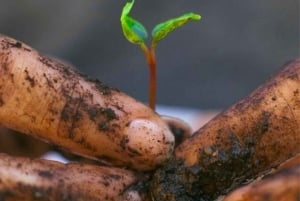 Expérience indigène Arhuaco à Minca : nature et sagesse