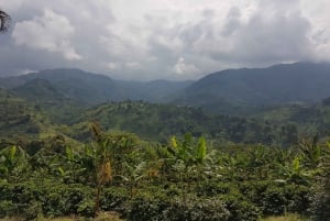 Armenia, Quindío: Traditional coffee farm tour with roasting and transport