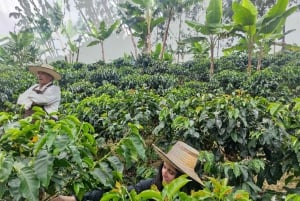 Armenia, Quindío: Traditional coffee farm tour with roasting and transport