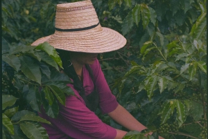 Armenia, Quindío: Traditional coffee farm tour with roasting and transport