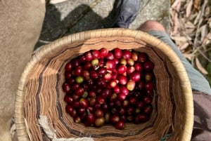 Armenia, Quindío: Traditional coffee farm tour with roasting and transport