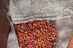 Armenia, Quindío: Traditional coffee farm tour with roasting and transport