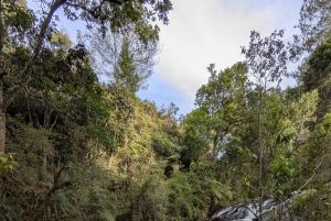 Arvi Park Walking tour and city views by Cable Ride.